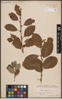 Foto von Salix caprea L.
